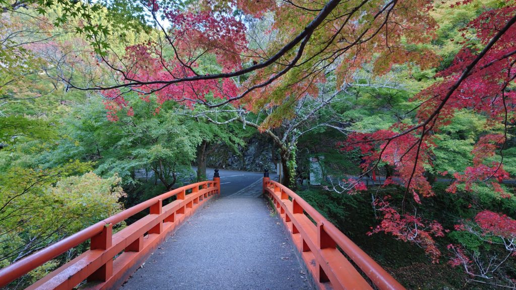 槙尾山 西明寺〈指月橋〉 の紅葉 /2022年10月29日撮影