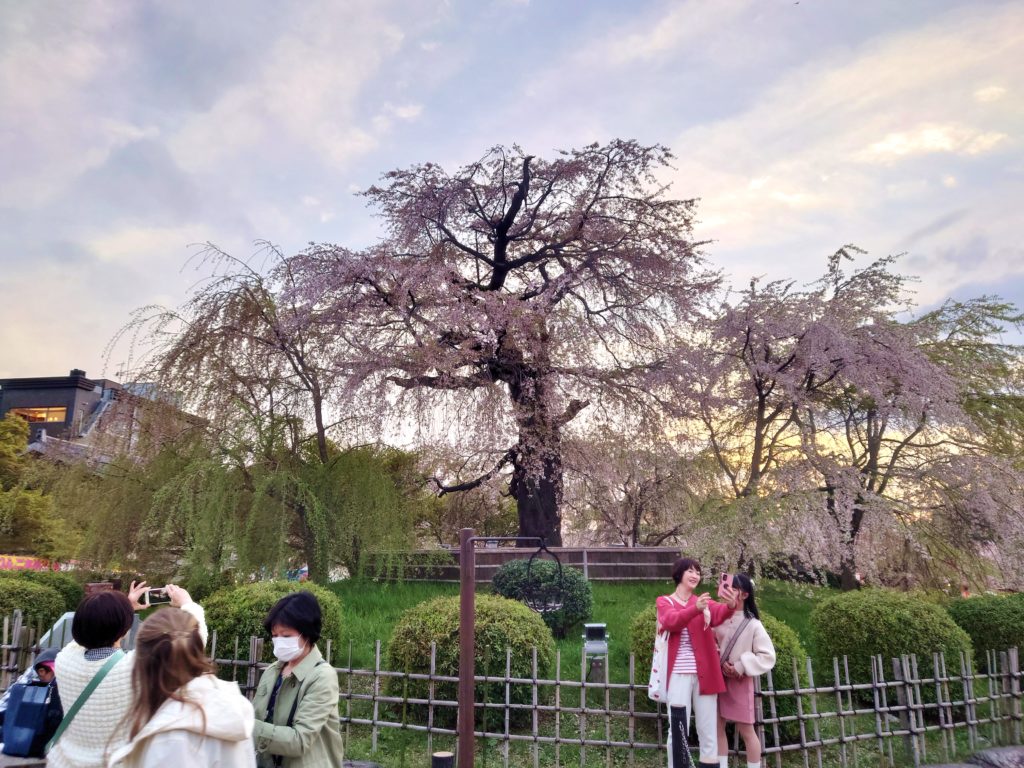円山公園の枝垂れ桜 開花状況～20234月2日～